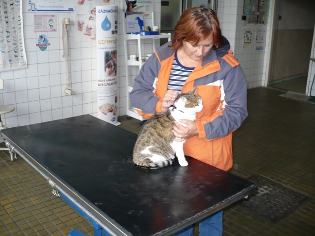 Fotografia z veterinárnej kliniky 5